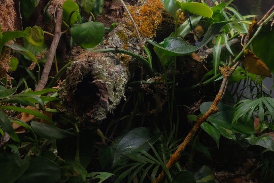 Bioaktives Vivarium von Vivarium Atelier