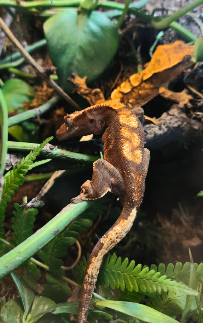 Terrarium für Kronengeckos