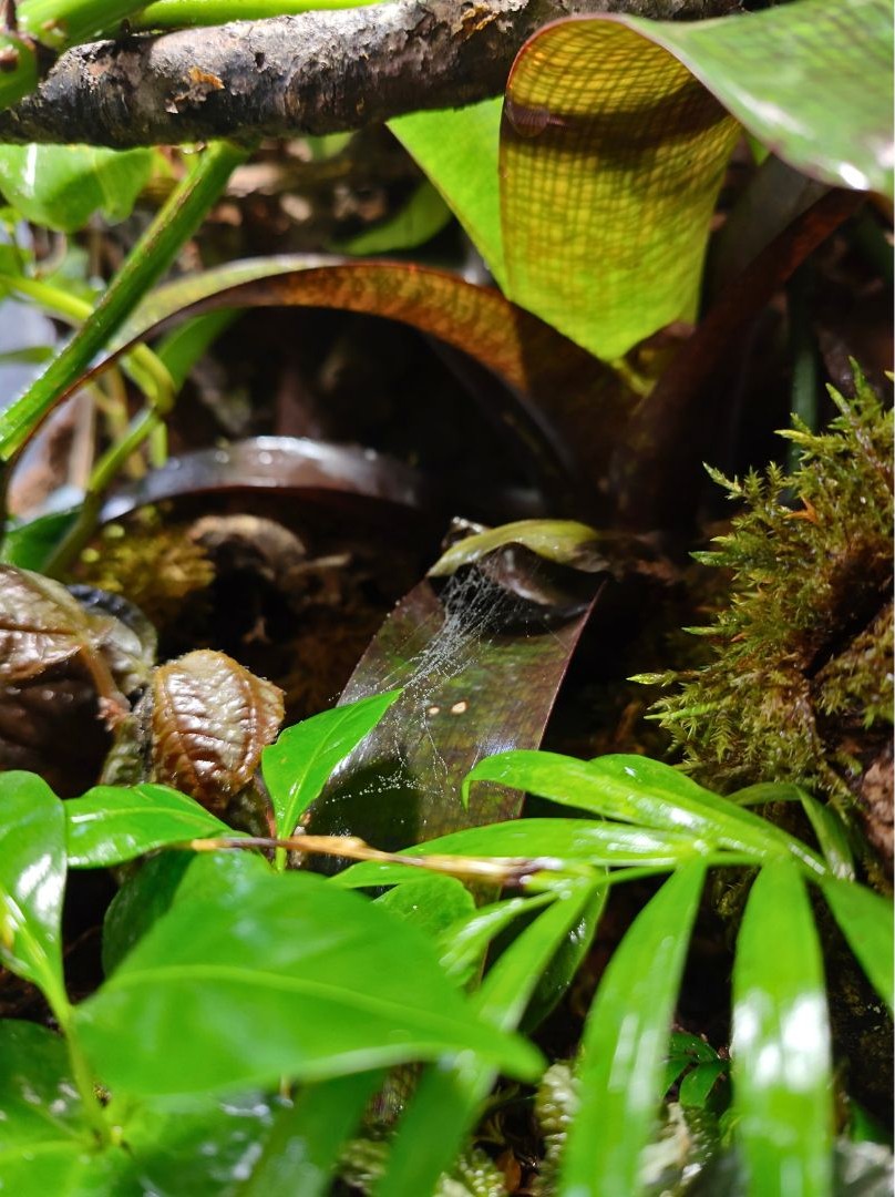Bioaktives Terrarium Detail