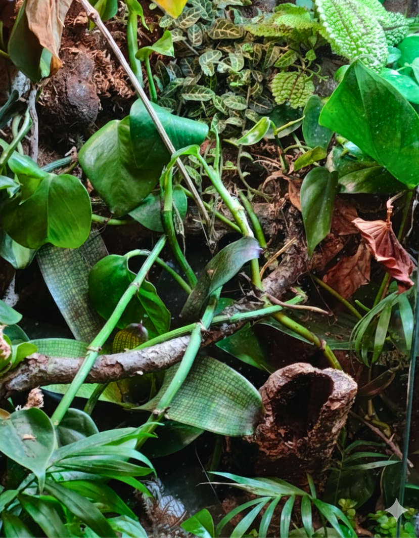 Bioaktiver Lebensraum von Vivarium Atelier