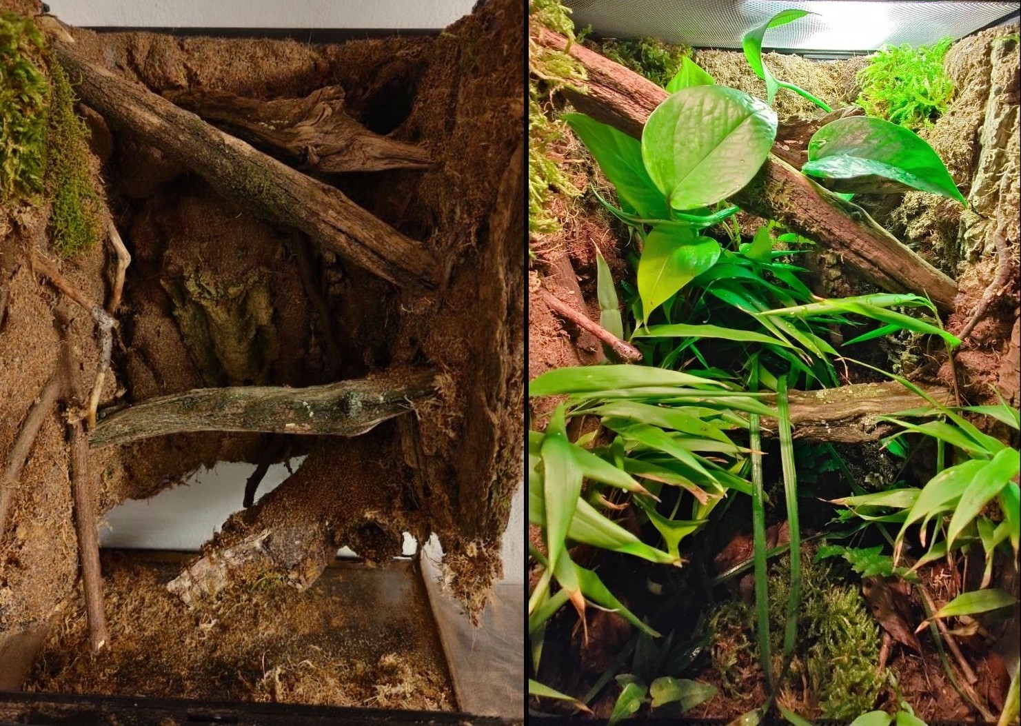 Vivarium für vietnamesische Stabheuschrecken